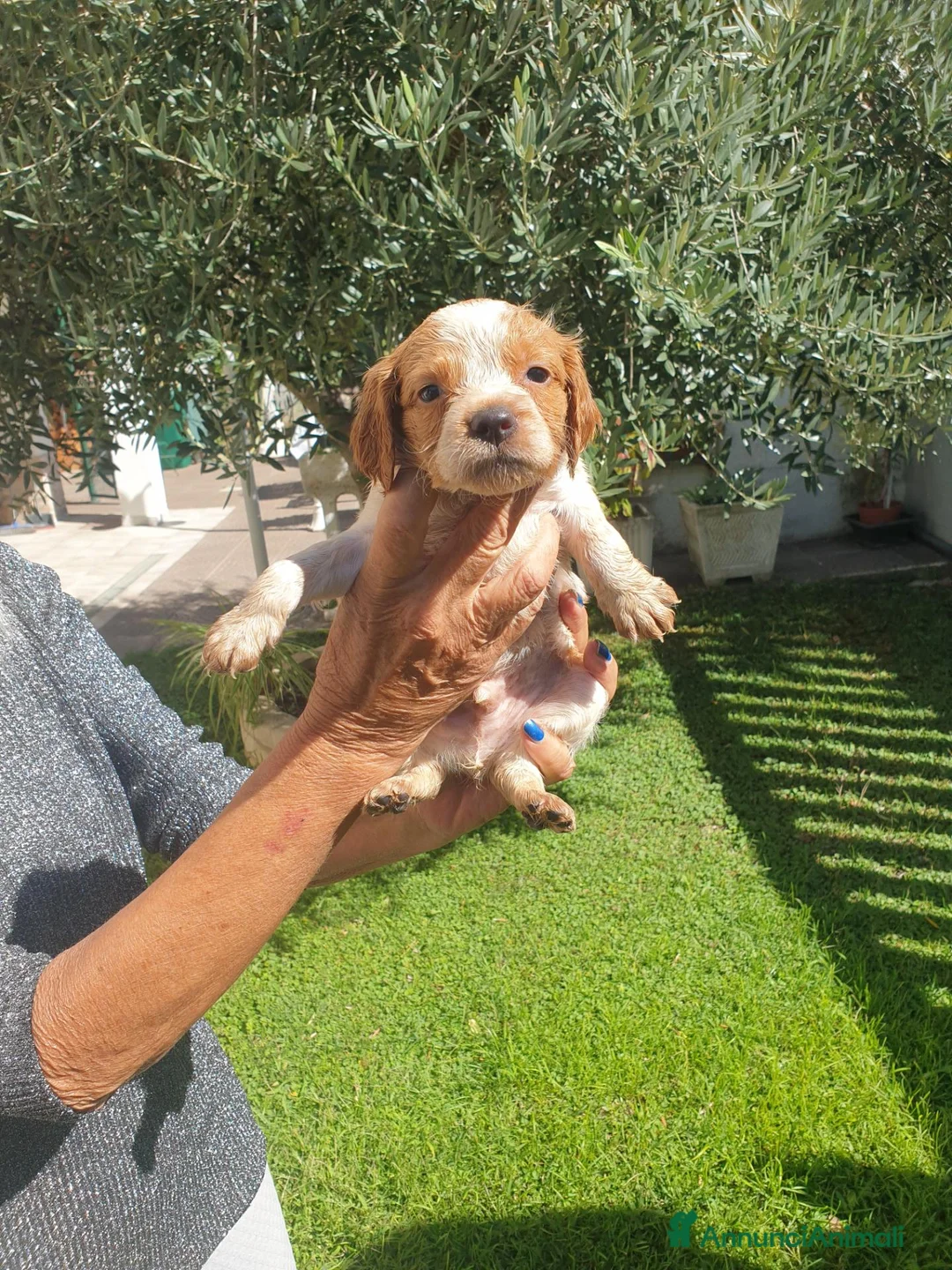 Breton cani in vendita: Breton cuccioli a Provincia di Perugia - Annuncio 2
