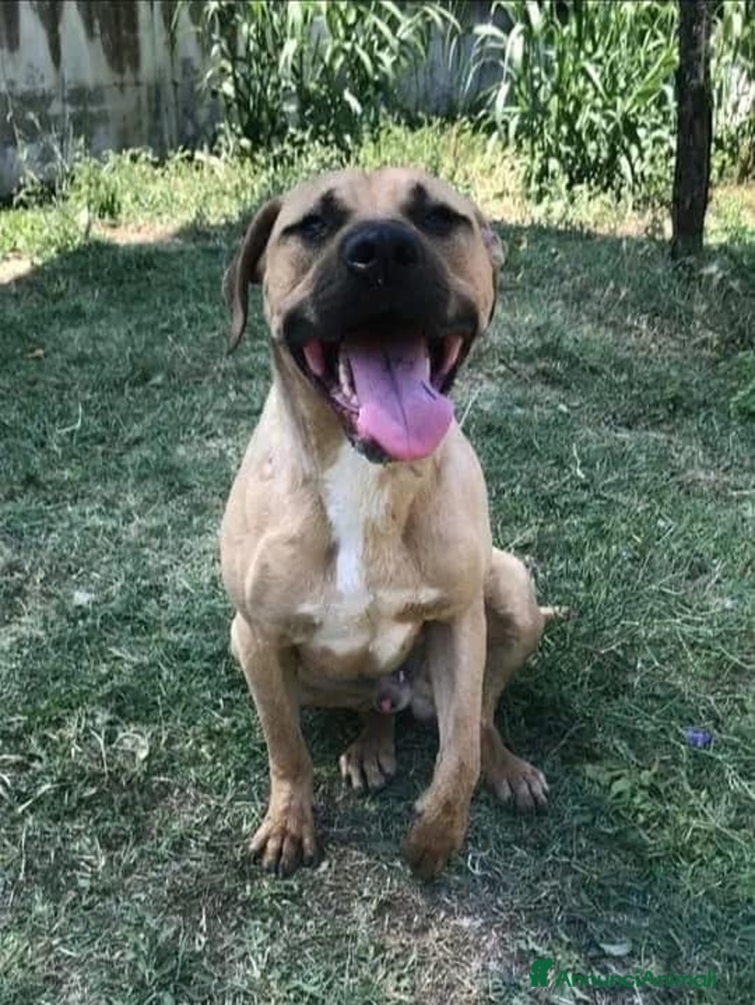 Meticcio cani in regalo: OTIS giovane,socievole,ama correre  - Annuncio 2