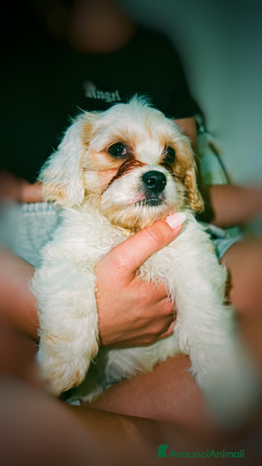 Maltipoo cani Maltipoo - Annuncio 3