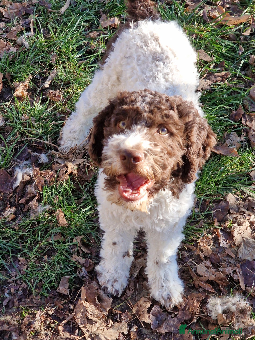 Lagotto cani in vendita: Cucciolo bianco e marrone di lagotto romagnolo - Annuncio 4