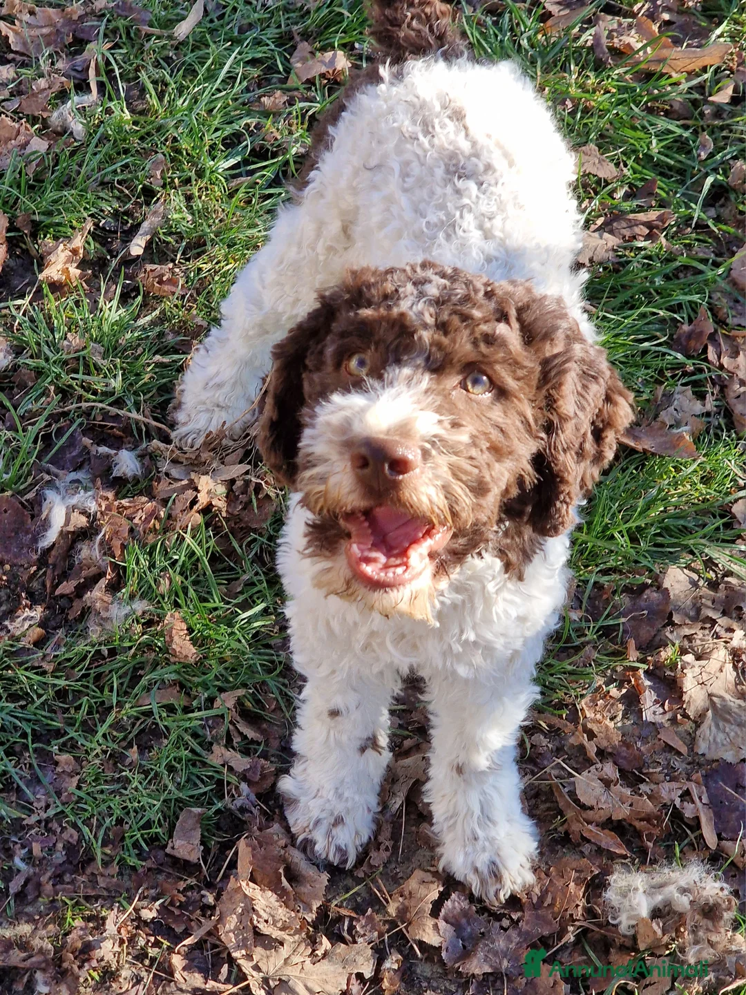 Lagotto cani in vendita: Cucciolo bianco e marrone di lagotto romagnolo - Annuncio 3