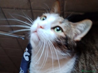 Europeo gatti Matisse bisognoso di tranquillità a Città metropolitana di Milano - Annuncio 34