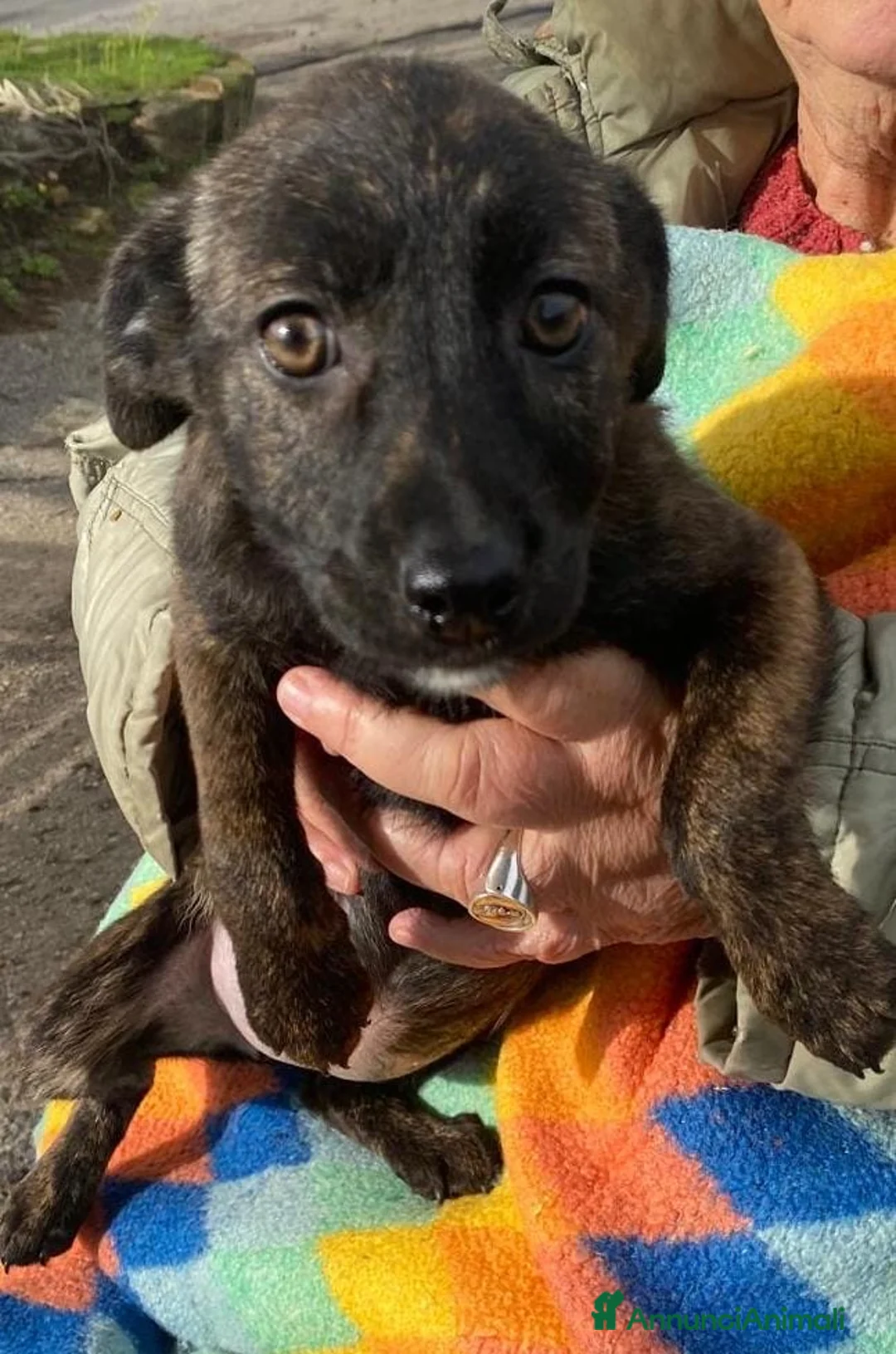 Meticcio cani in regalo: MARGOT 🩷 - cucciola, come si fa a non amarla 🥺 - Annuncio 9