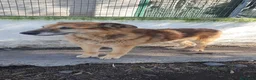 Meticcio cani in regalo: Ciccio, anziano in canile - Annuncio 4