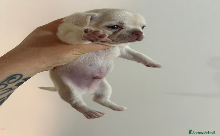 Chihuahua cani a Città metropolitana di Roma Capitale - Annuncio 9