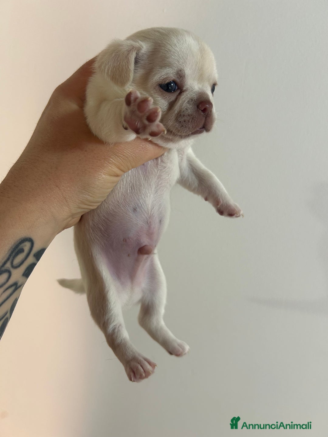 Chihuahua cani in vendita: Chihuahua pedigree Enci a rimborso spese  a Città metropolitana di Roma Capitale - Immagine 1