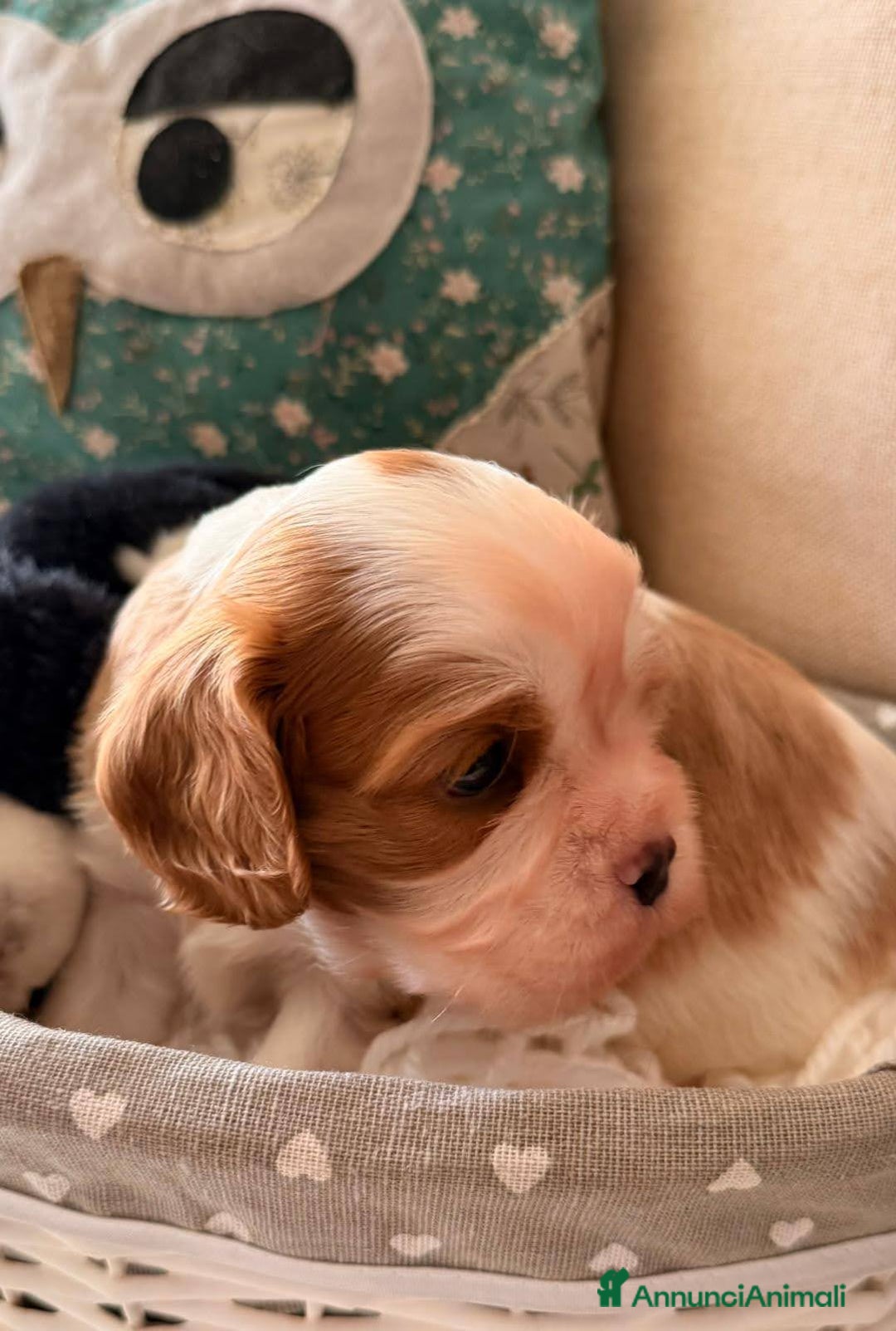 Cavalier King cani in vendita: Cuccioli Quicksilver delle isole verdi  - Annuncio 4
