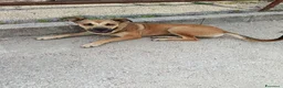 Meticcio cani in regalo: Stella cerca casa urgentemente  - Annuncio 4