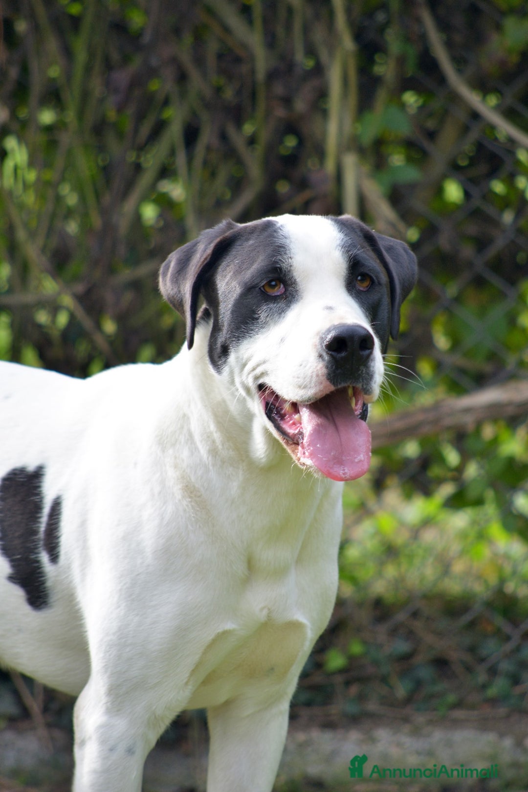 Meticcio cani in regalo: IL BELLISSIMO CIRO TI STA ASPETTANDO - Annuncio 3