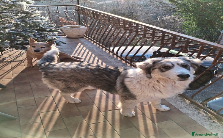 Altre razze cani a Provincia di Vicenza - Annuncio 1