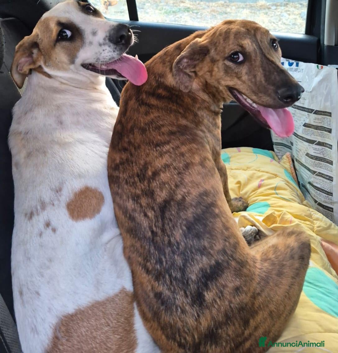 Meticcio cani Giada e Gioia 6/7mesiNESSUNA RICHIESTA.SICILIA SOS - Annuncio 41