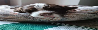 Springer Spaniel Inglese 2