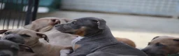 Pitbull cani in vendita: Cuccioli Pit Bull pronta consegna  - Annuncio 8