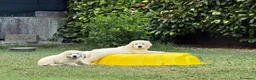 Golden Retriever cani in vendita: Disponibili cuccioli maschi di Golden Retriever  - Annuncio 20