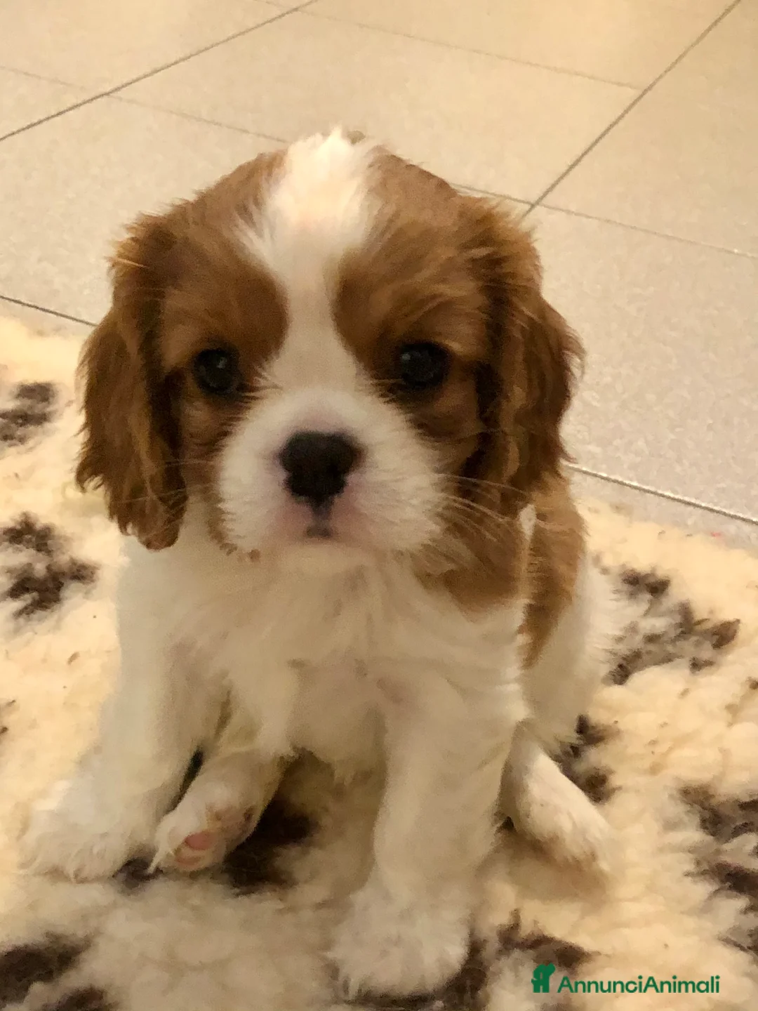 Immagine della galleria {{count}}