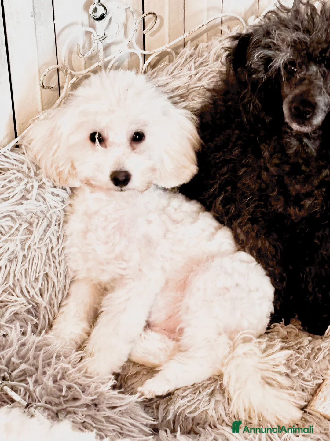 Barbone cani in vendita: Barboncino toy a Provincia di Brescia - Annuncio 1