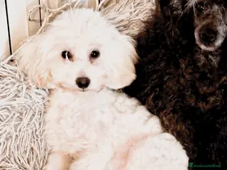 Barbone cani Barboncino toy - Annuncio 23