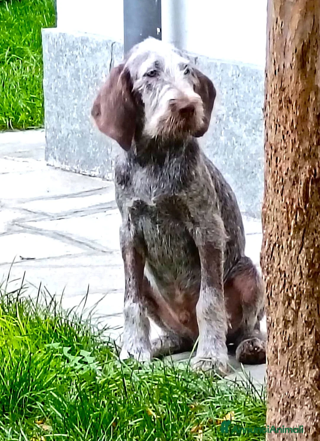 Spinone cani in regalo: AGU' tenero cucciolo Spinone Italiano, 5 mesi - Annuncio 5