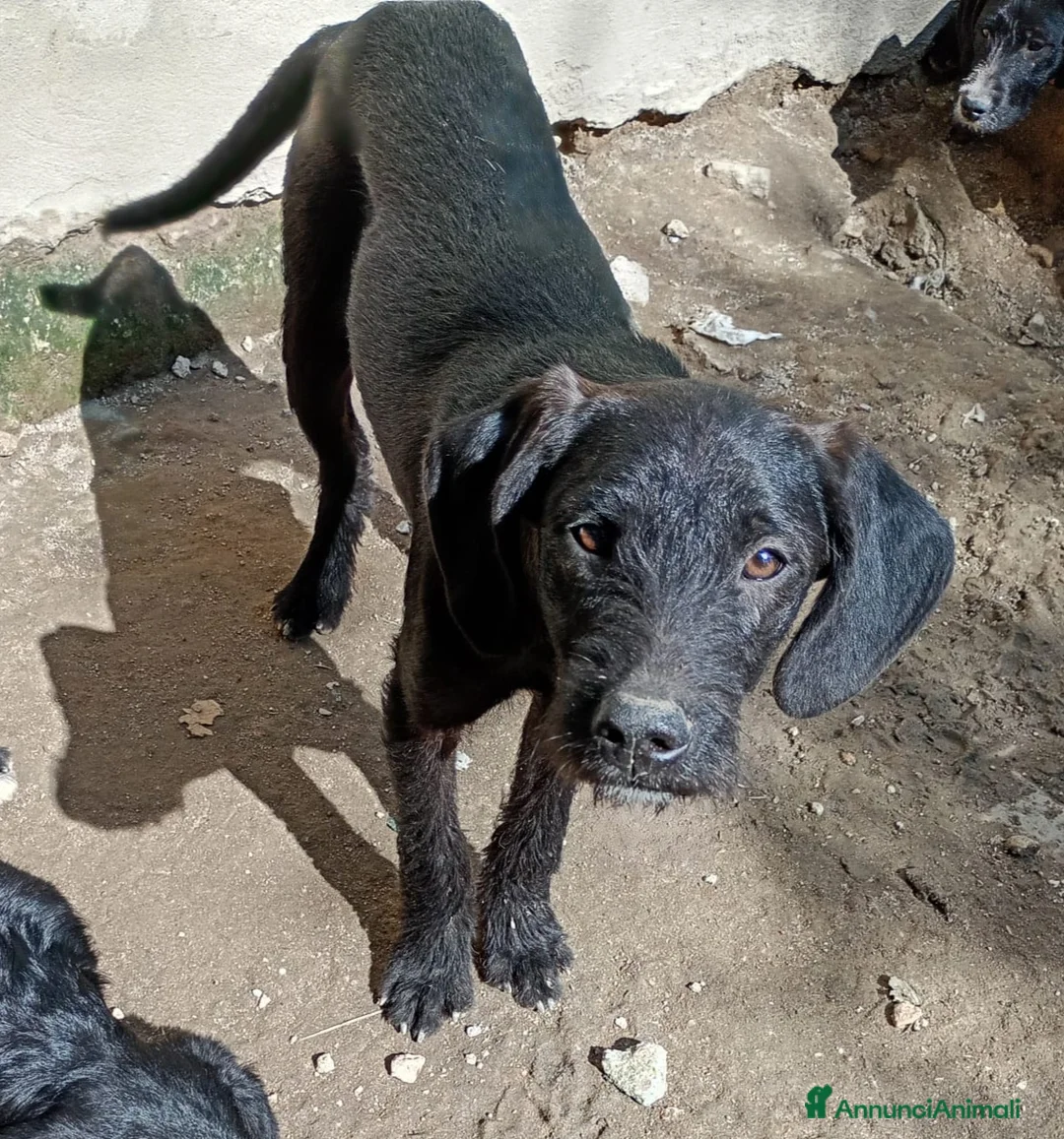 Meticcio cani in regalo: SYRIA ASPETTA UNA MAMMA  - Annuncio 2