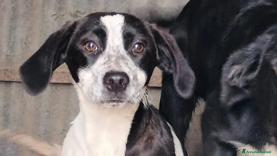 Meticcio cani in regalo: BROOKE a Provincia di Frosinone - Annuncio 9