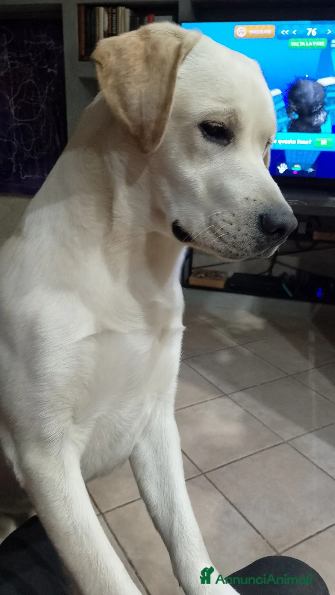 Labrador cani per accoppiamento: Labrador, giovane maschio per accoppiamento  a Provincia di Avellino - Annuncio 2