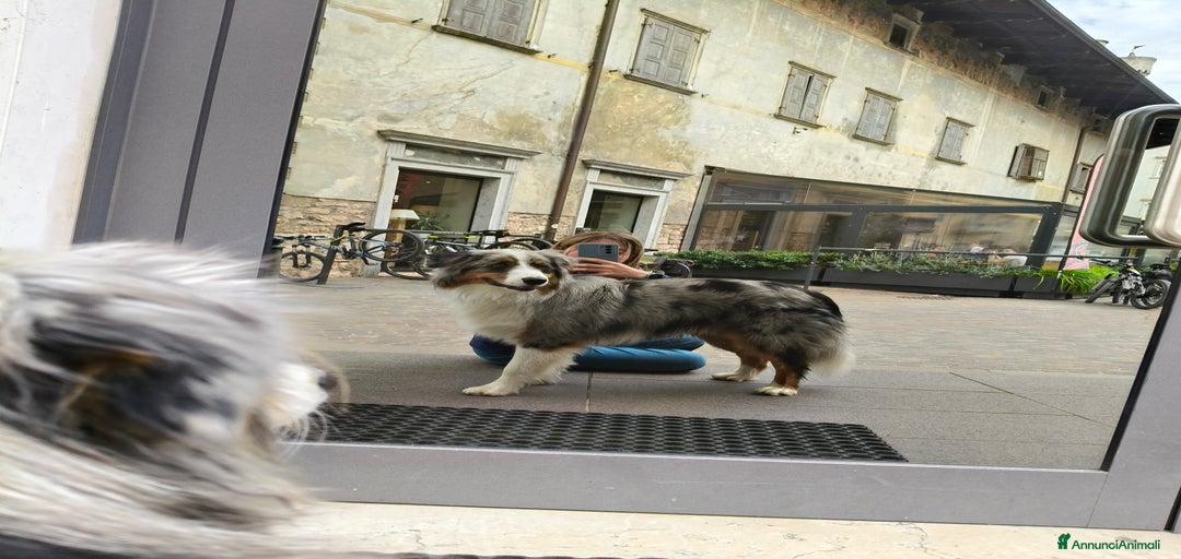 Immagine della galleria {{count}}