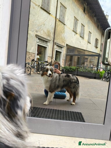 Immagine della galleria {{count}}