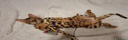 Bengala gatti in vendita: Gattini razza bengala  - Annuncio 6