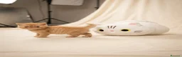 Exotic Shorthair gatti in vendita: Gatti Persiani e Exotic Shorthair  - Annuncio 2
