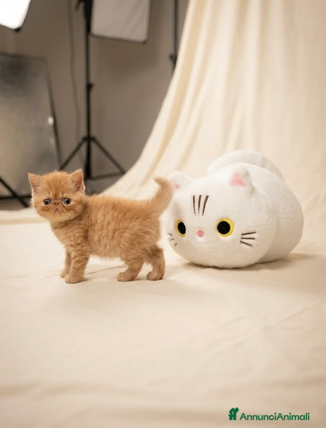 Exotic Shorthair gatti in vendita: Gatti Persiani e Exotic Shorthair  - Annuncio 2