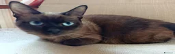 Siamese gatti in vendita: Simil siamese a Città Metropolitana di Torino - Annuncio 1