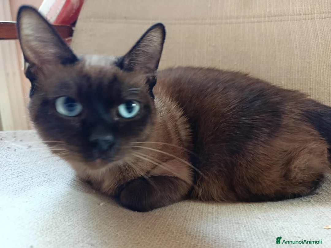 Siamese gatti in vendita: Simil siamese a Città Metropolitana di Torino - Annuncio 1