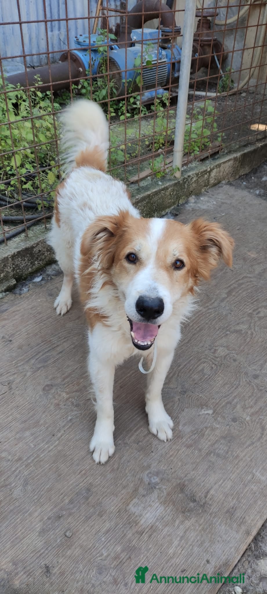 Meticcio cani Leo in attesa di una famiglia che lo ami  a Città metropolitana di Milano - Annuncio 2