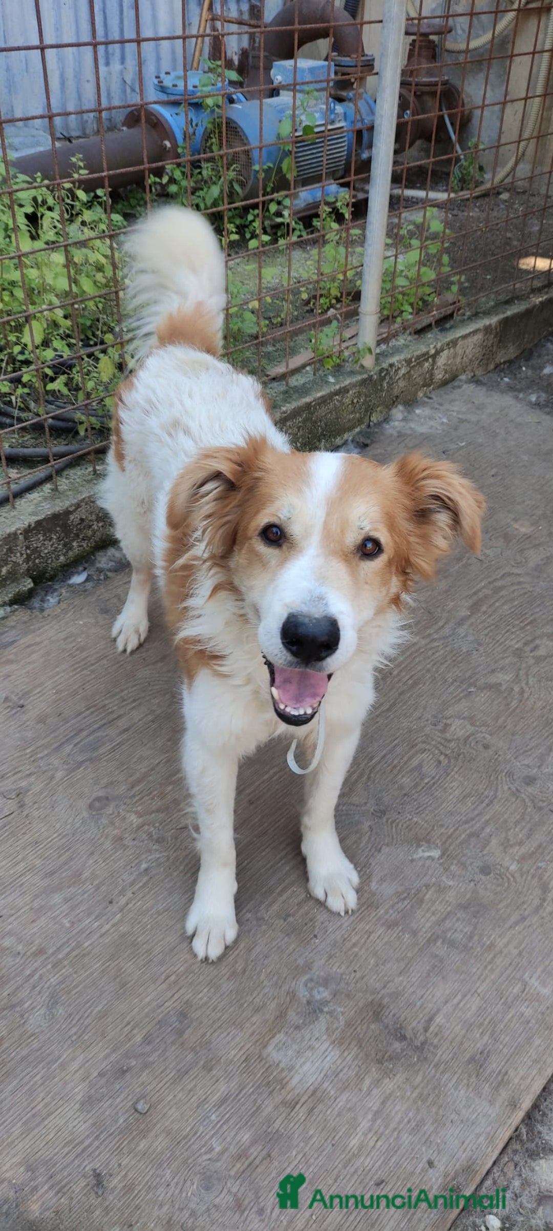 Meticcio cani in regalo: Leo in attesa di una famiglia che lo ami  a Città metropolitana di Milano - Annuncio 2