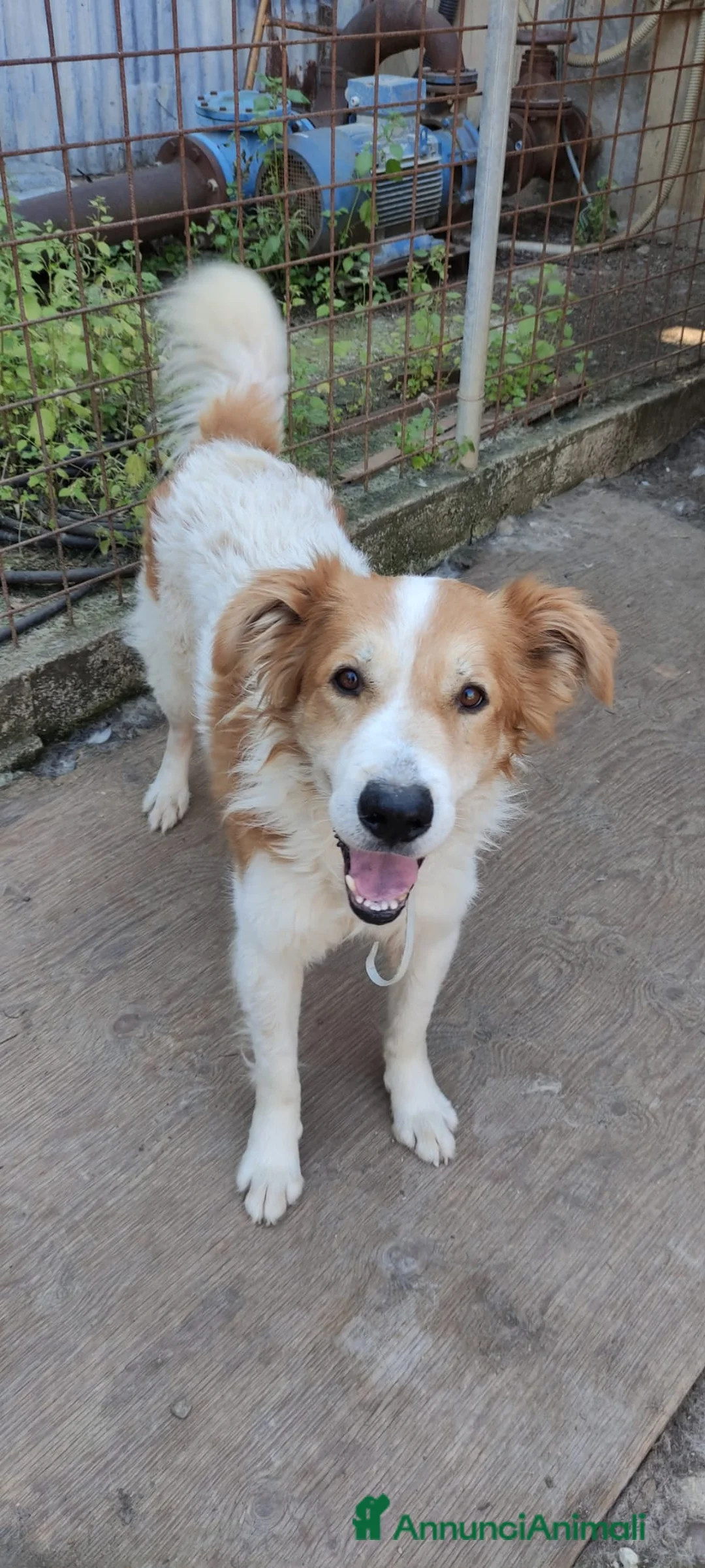 Meticcio cani in regalo: Leo in attesa di una famiglia che lo ami  a Città metropolitana di Milano - Annuncio 2