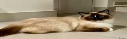 Ragdoll gatti in vendita: Ragdoll gatta adulta con Pedigree  - Annuncio 4