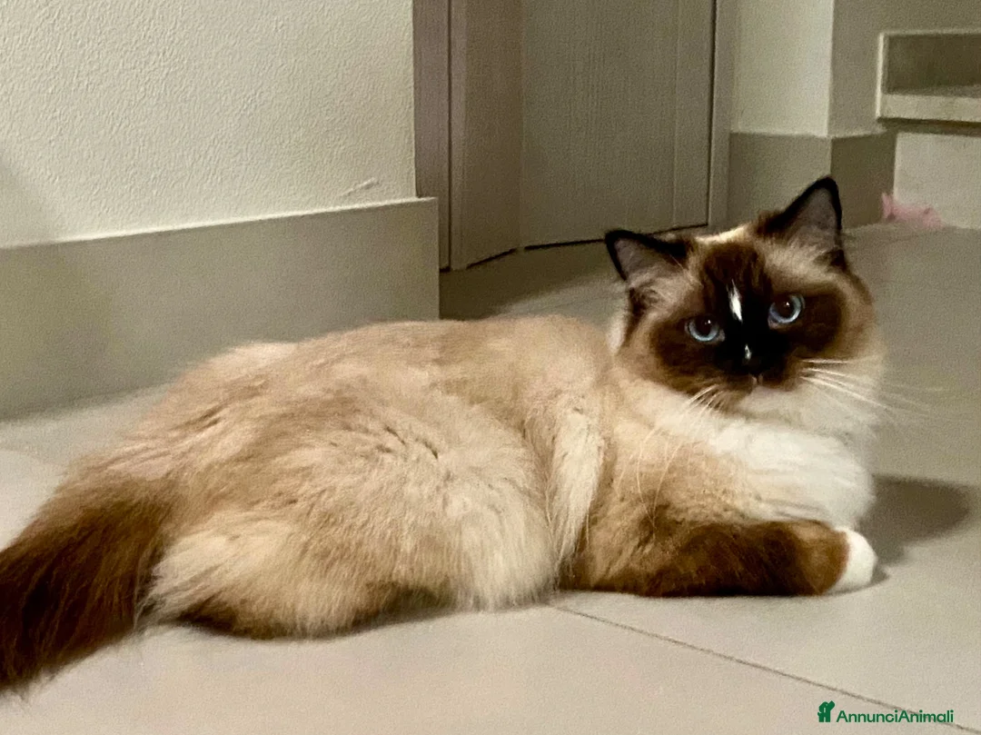 Ragdoll gatti in vendita: Ragdoll gatta adulta con Pedigree  - Annuncio 4