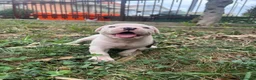 Bulldog cani in vendita: American Bulldog - Annuncio 4
