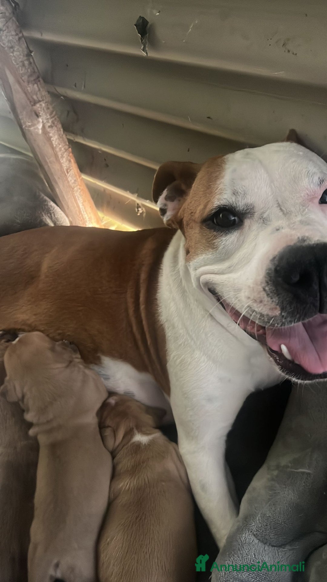 Pitbull cani in vendita: Pitbull amstaff  - Annuncio 1