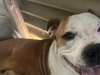 Pitbull cani Pitbull amstaff - Annuncio 35