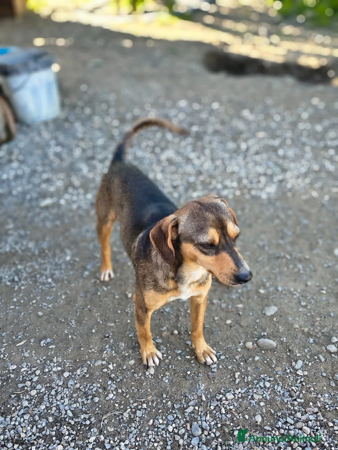 Meticcio cani in regalo: Jackson - Annuncio 3