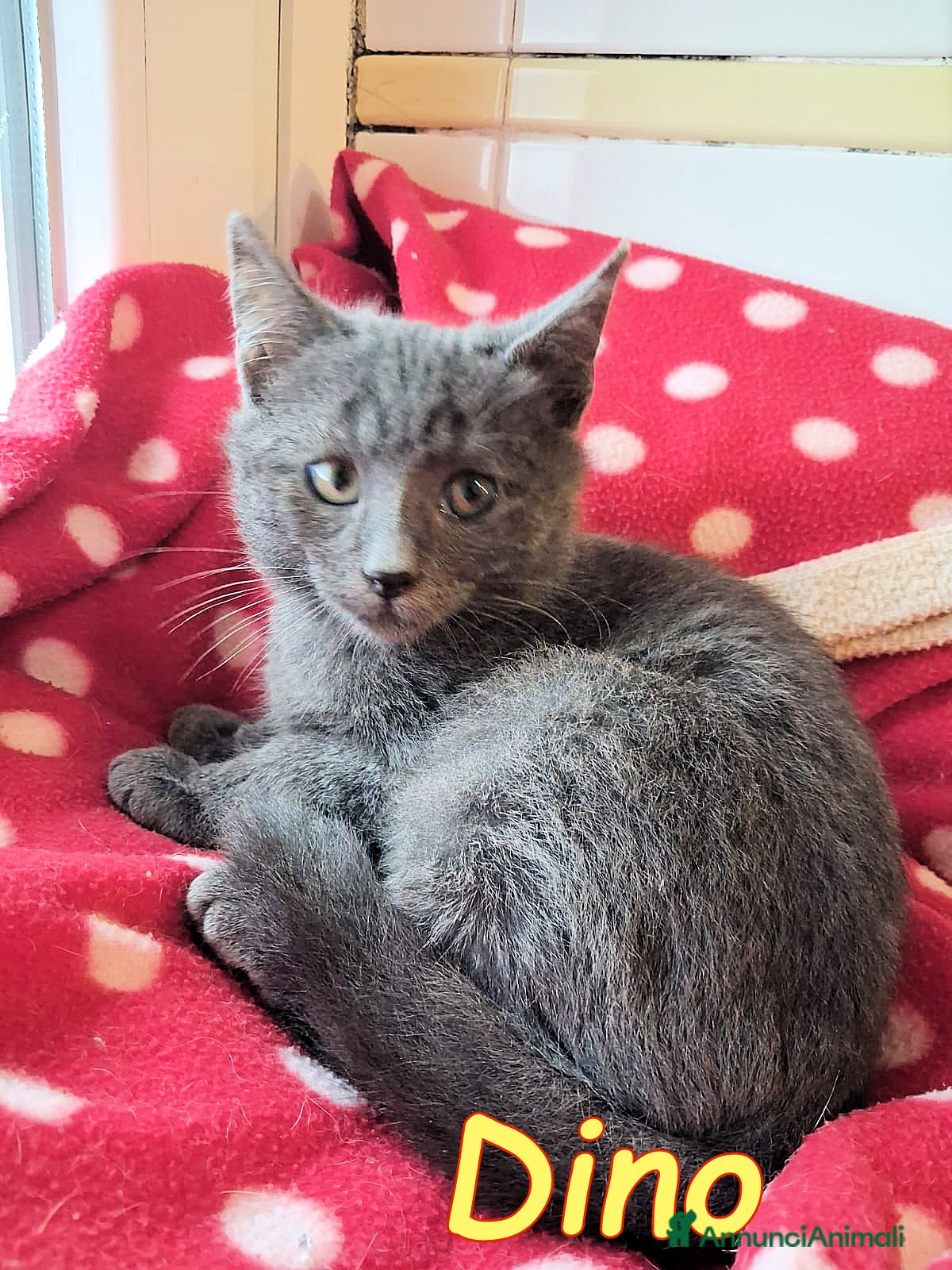 Certosino gatti DINO GATTINO SIMILCERTOSINO A PELO SEMILUNGO - Annuncio 2