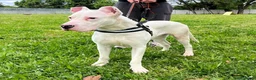 Dogo Argentino cani in regalo: ALBINO DOGO ARGENTINO - Annuncio 2
