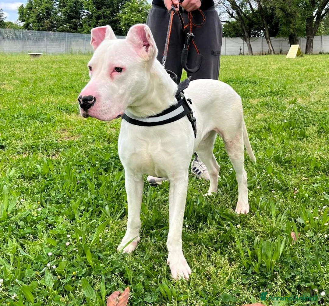 Dogo Argentino cani in regalo: ALBINO DOGO ARGENTINO - Annuncio 2