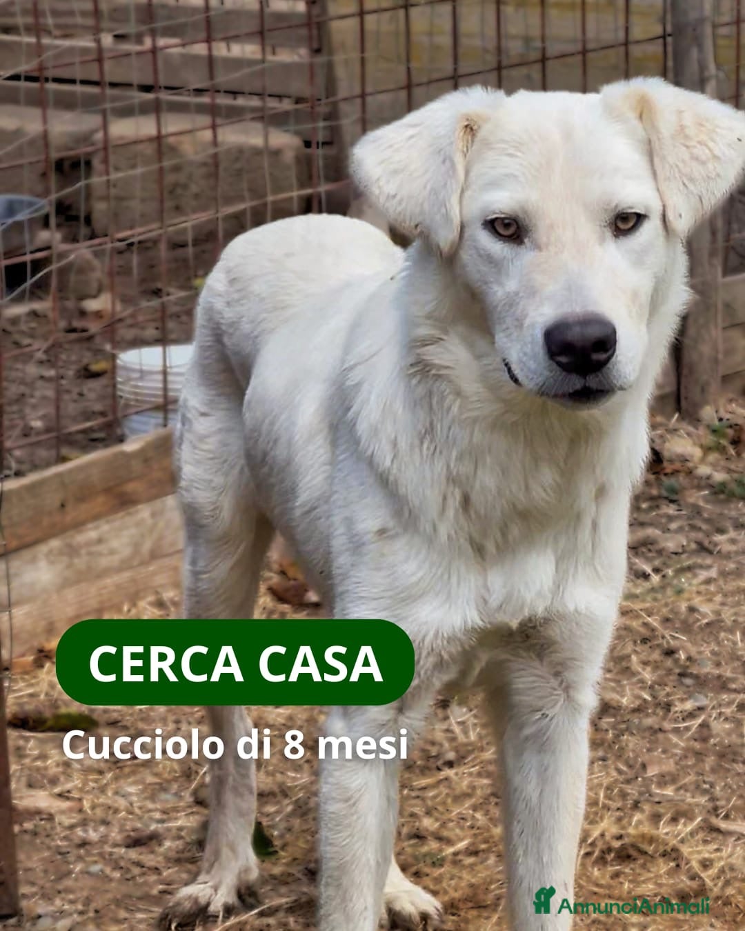 Meticcio cani in regalo: GUE’ 💙 - cucciolo timido e dolce. 🥺 - Annuncio 4