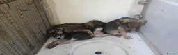 Meticcio cani in regalo: Neanche 3 mesi, piccoli fratellini  - Annuncio 8