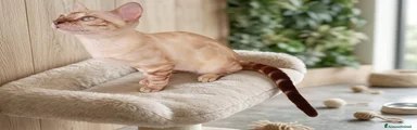 Bengala 2