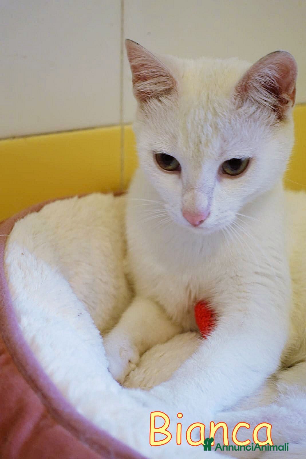 Europeo gatti BIANCA BELLISSIMA GATTINA - Annuncio 7