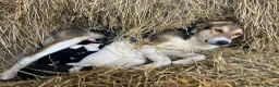 Pastore Asia Centrale cani in vendita: Cucciolona di Pastore dell’AsiaCentrale - Annuncio 2