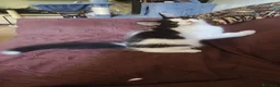 Maine Coon gatti in vendita: Cucciolo Maine coon  - Annuncio 4